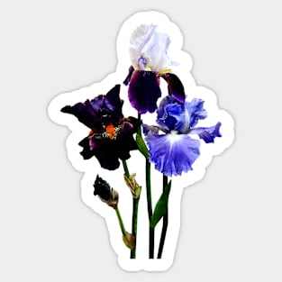 Three Kinds of Irises Sticker